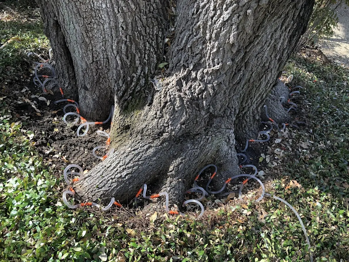 Detailed Tree Cabling and Bracing job site in Biscoe