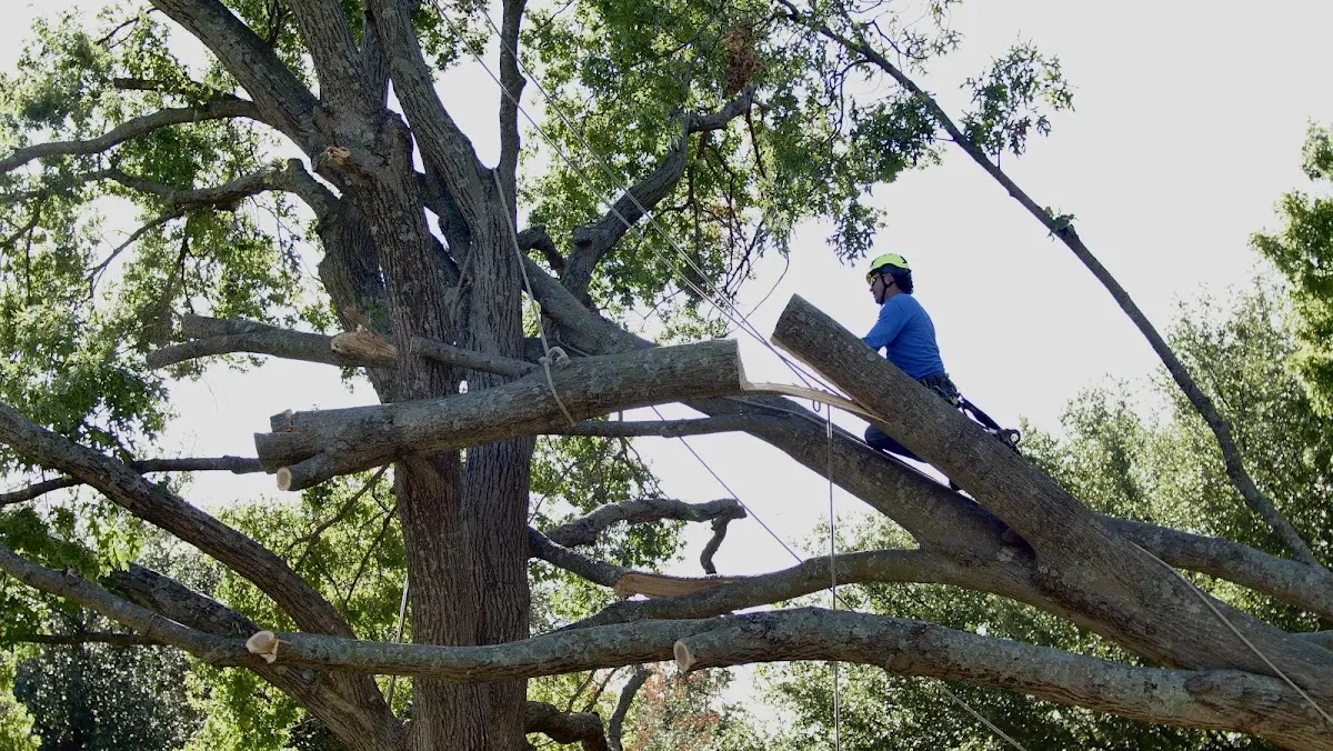 Professional Crown Thinning performed by certified arborists in Biscoe